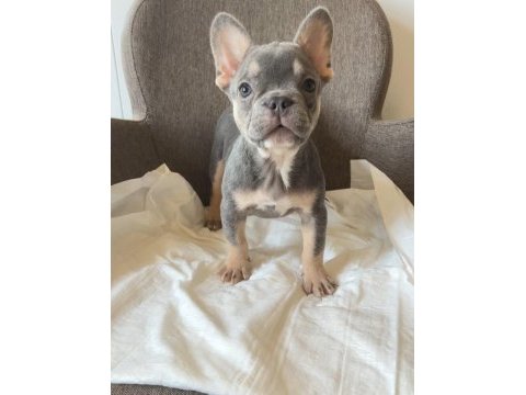 Ev bakımı french bulldog yavrularım
