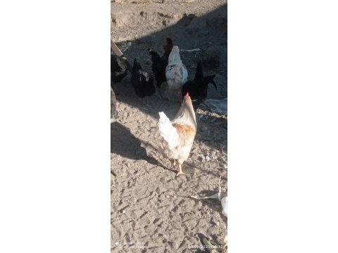 Satılık horoz