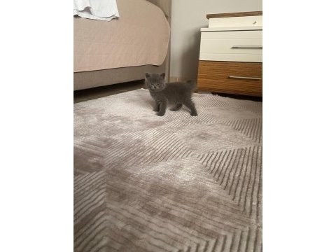 Koca kafa scottish fold bebekler her renk her ırk mevcut