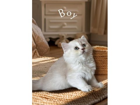 Sağlıklı ve oyuncu british longhair bebekler