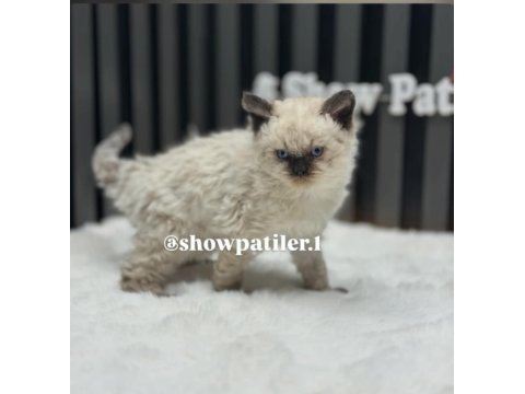 Selkirk rex kedisi kıvırcık tüylü