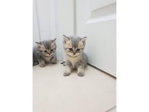 Golden british shorthair yavrular yuva arıyor