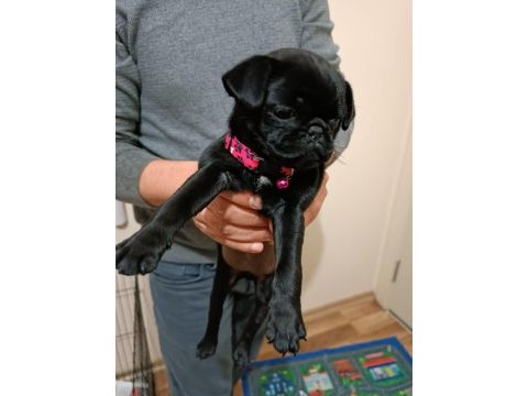 Siyah 45 günlük dişi pug