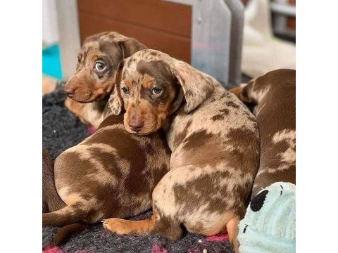 Dachshund (sosis) yavru köpekler