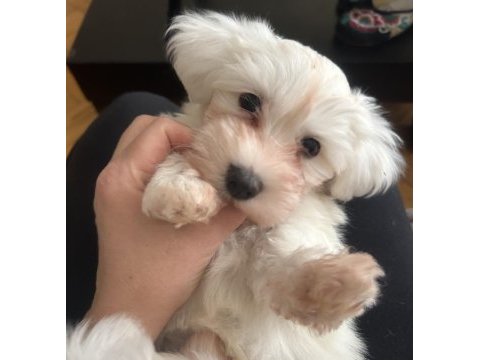 3 aylık erkek saf maltese terrier