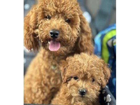 Toy poodle bebekleri
