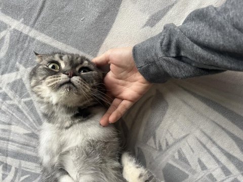Scottish fold kedimi sahiplendiriyorum