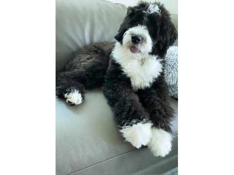 Bernedoodle yavrular