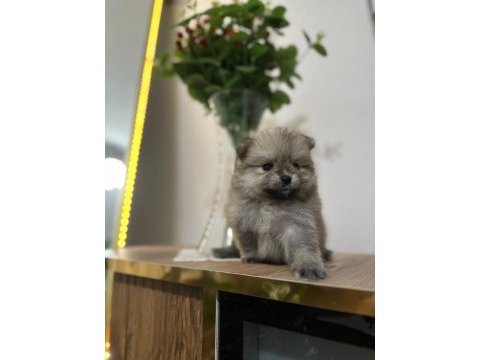 Pomeranian bebekleri