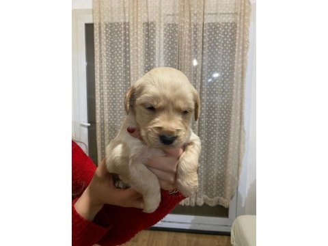 30 günlük sevimli golden retriever yavrularımız