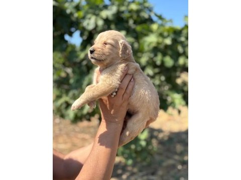 Golden retriever jeliboncuklar