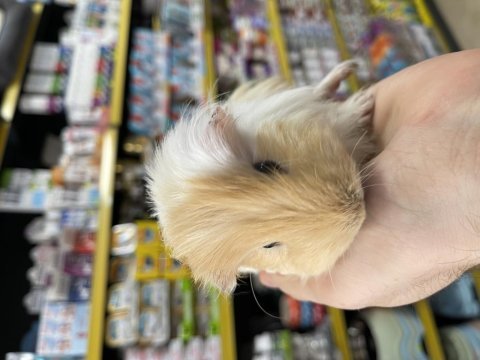 Ginepig yavrularımız