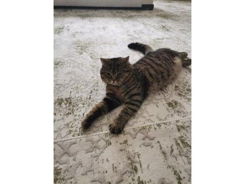 Tuvalet eğitimli ve kısır erkek kedimiz