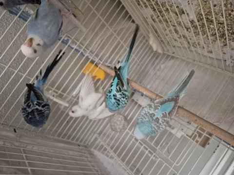 1 aylık yavru kuşlar ele kola alıştırmalık
