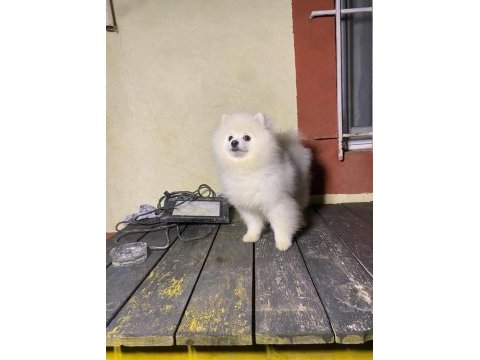 7 aylık pomeranian yavrumuz