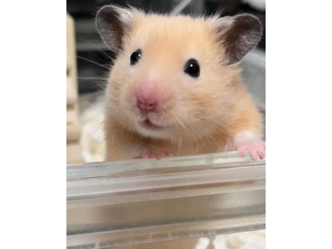 Hamster-gonzales yavrularımız heryere gönderim