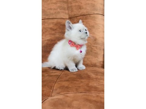 2 aylık blue point british shorthair