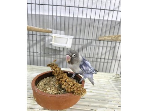 Cennet papağanı renk güzeli