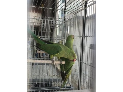 5 aylık pakistan papağanımız