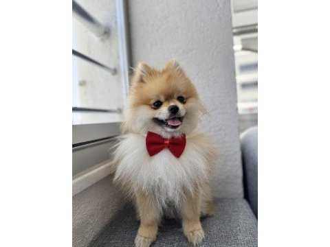 1 yaşında erkek orjinal ayı surat pomeranian