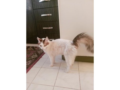 Ücretsiz dişi kedi sahiplendirilecektir scottish