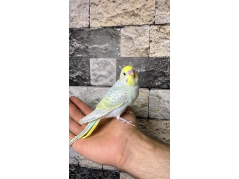 Yavru muhabbet kuşu alıştırma konuşturmak için acele edin