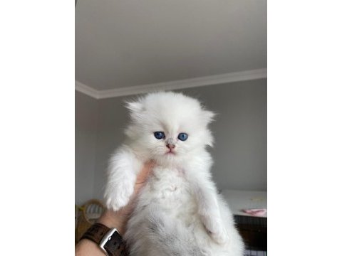 Full secereli british longhair erkek yavrum teslime hazır