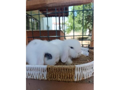 Hollanda teddy lop tavşan yavrular