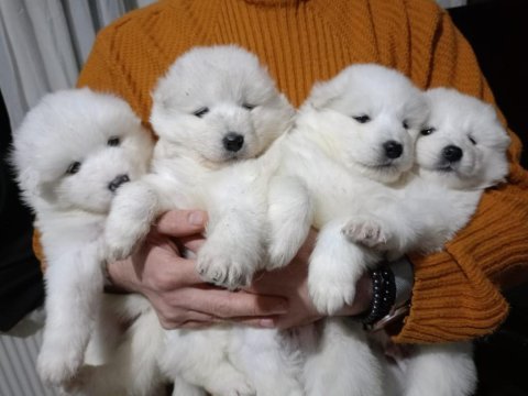 Safkan samoyed