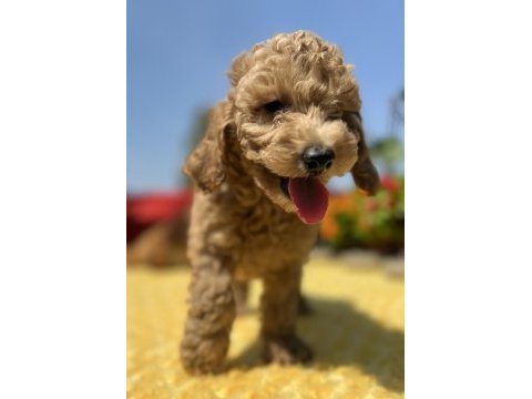 Tüy dökmez koku yapmaz toy poodle yavrular