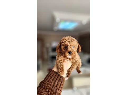 2 aylık aşıları tam 2.5 kilo garantili micro poodle