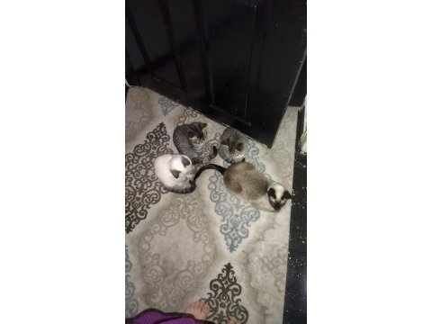 Anne baba safkan kediler