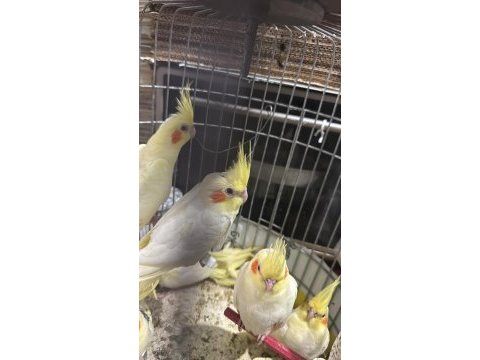 Yeme düşen bebek sultan papağanları