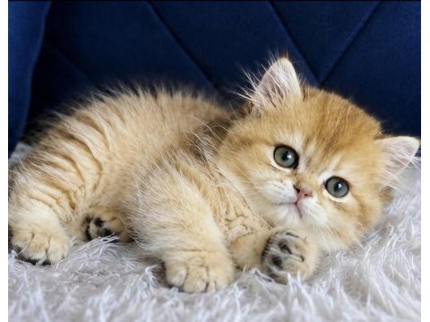 British longhair golden erkek