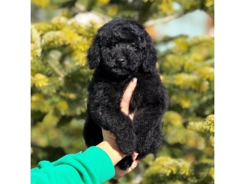 Siyah toy poodle kömür karası yavrumuz