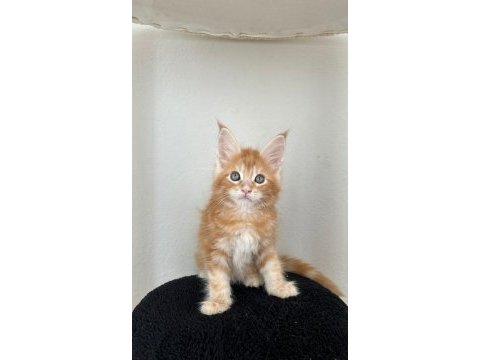 Safkan secereli maine coon bebekler