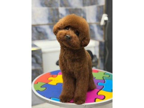 Erkek kalıte poodle yavruları