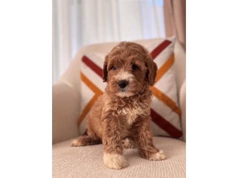 Orjinal maltipoo bebeklerim