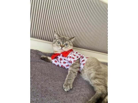 Kedi hakkında bilgi için numarama yazın british