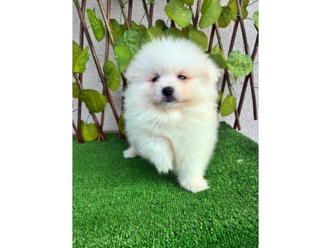 Pomeranian spitz erkek