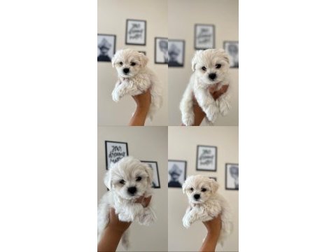 Ruhsatlı üretim çiftliğinden tea cup maltese terrier