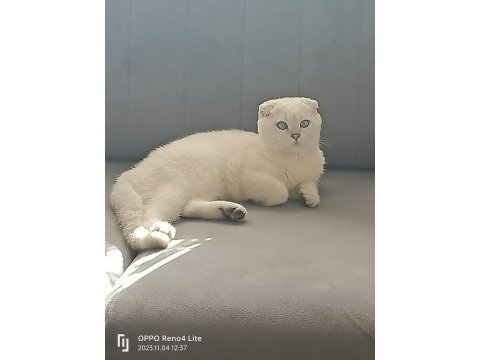 Oyuncu ve sevimli mavi boncuk scottish fold
