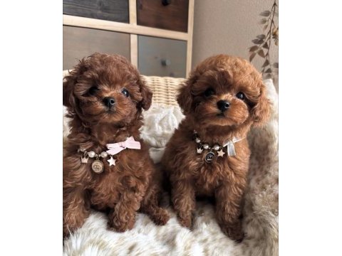 Sevimli toy poodle yavrularım