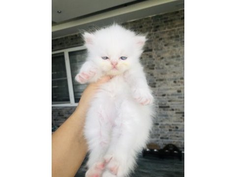 İran kedisi beyaz yavrum