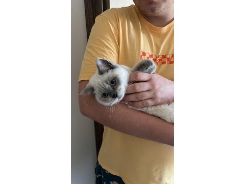 Ücretsiz sahiplendirilecek 2 yaşında gri british shorthair