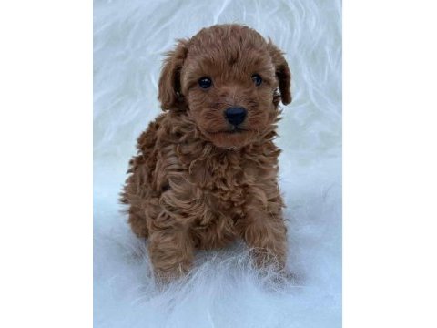 Anne altından safkan toy poodle yavrularım