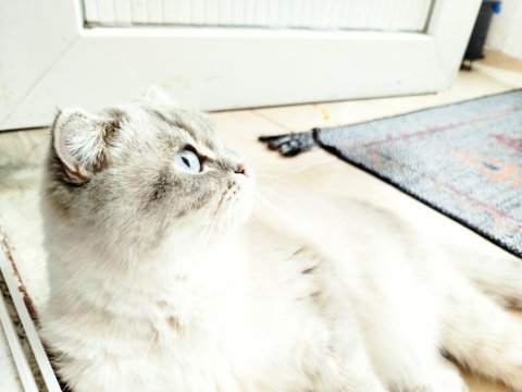 Scottish fold 3 yaşında