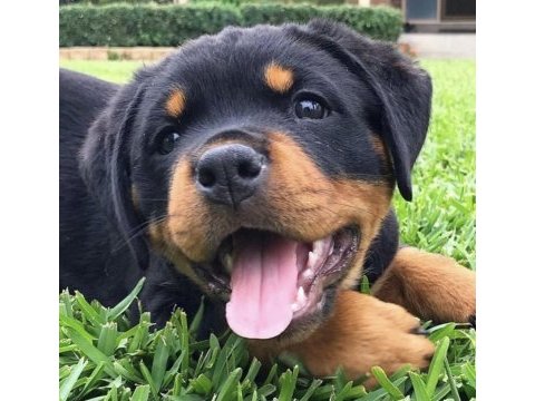 Dişi erkek rottweiler yavrularımız