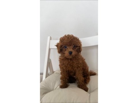 Red brown toy poodle