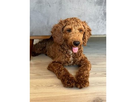 Toy poodle 4.5 aylık